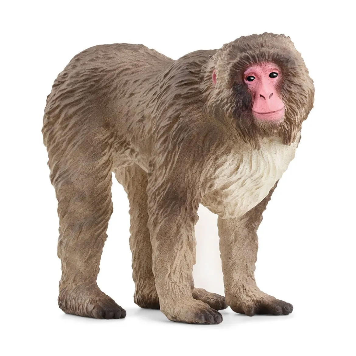 Macaque japonais