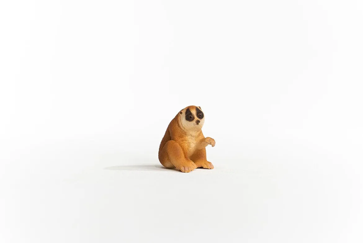 Nycticèbe