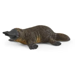 Ornithorynque