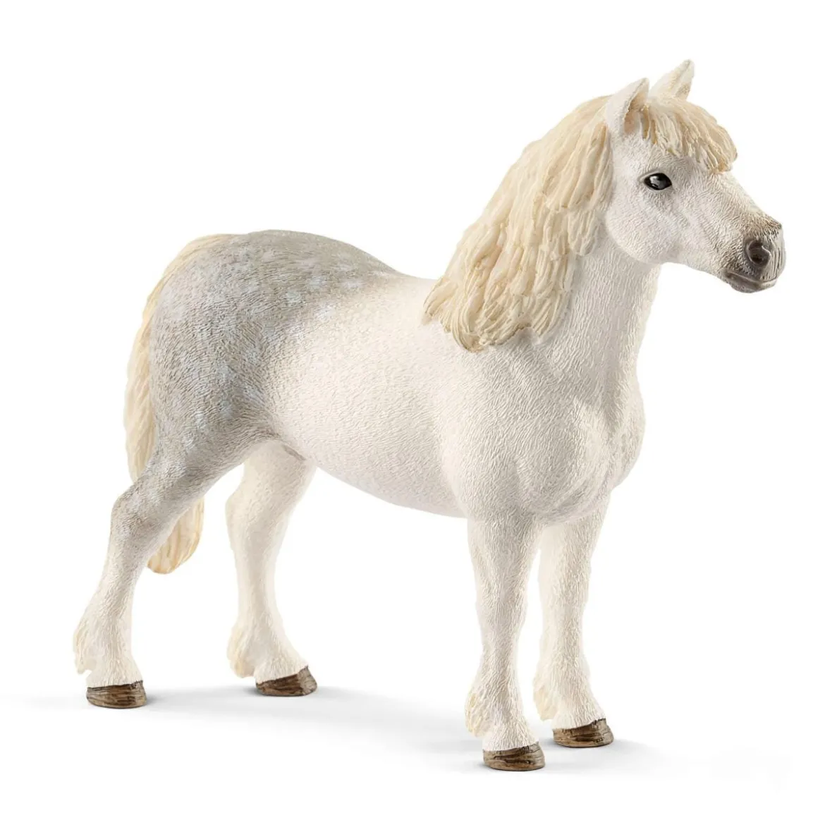 Poney gallois mâle