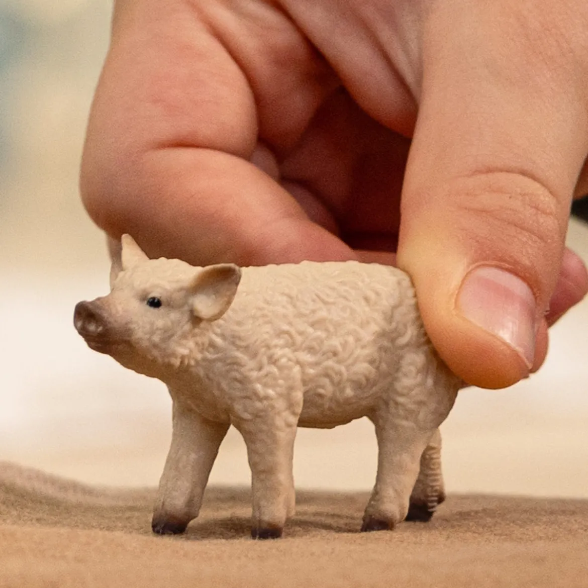Porcelet Mangalica