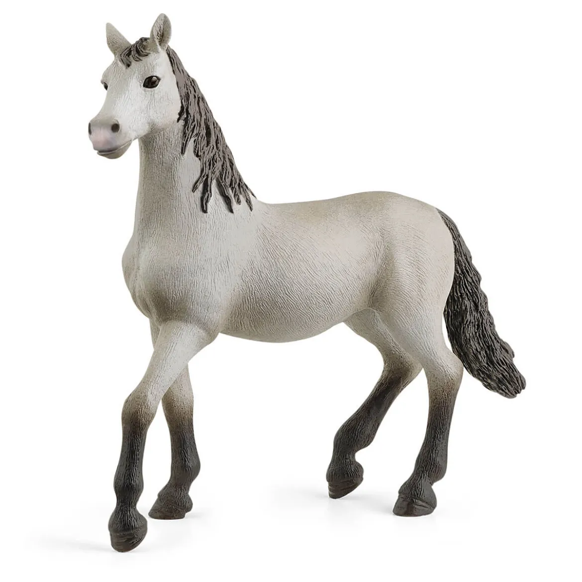 Poulain pure race espagnole