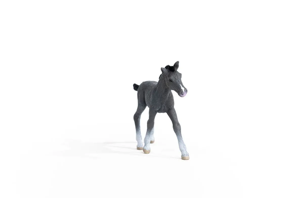 Poulain Trakehnen