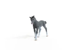 Poulain Trakehnen