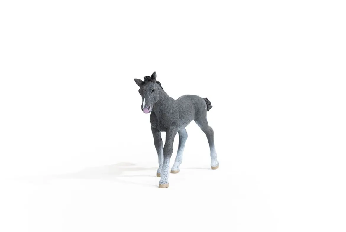 Poulain Trakehnen