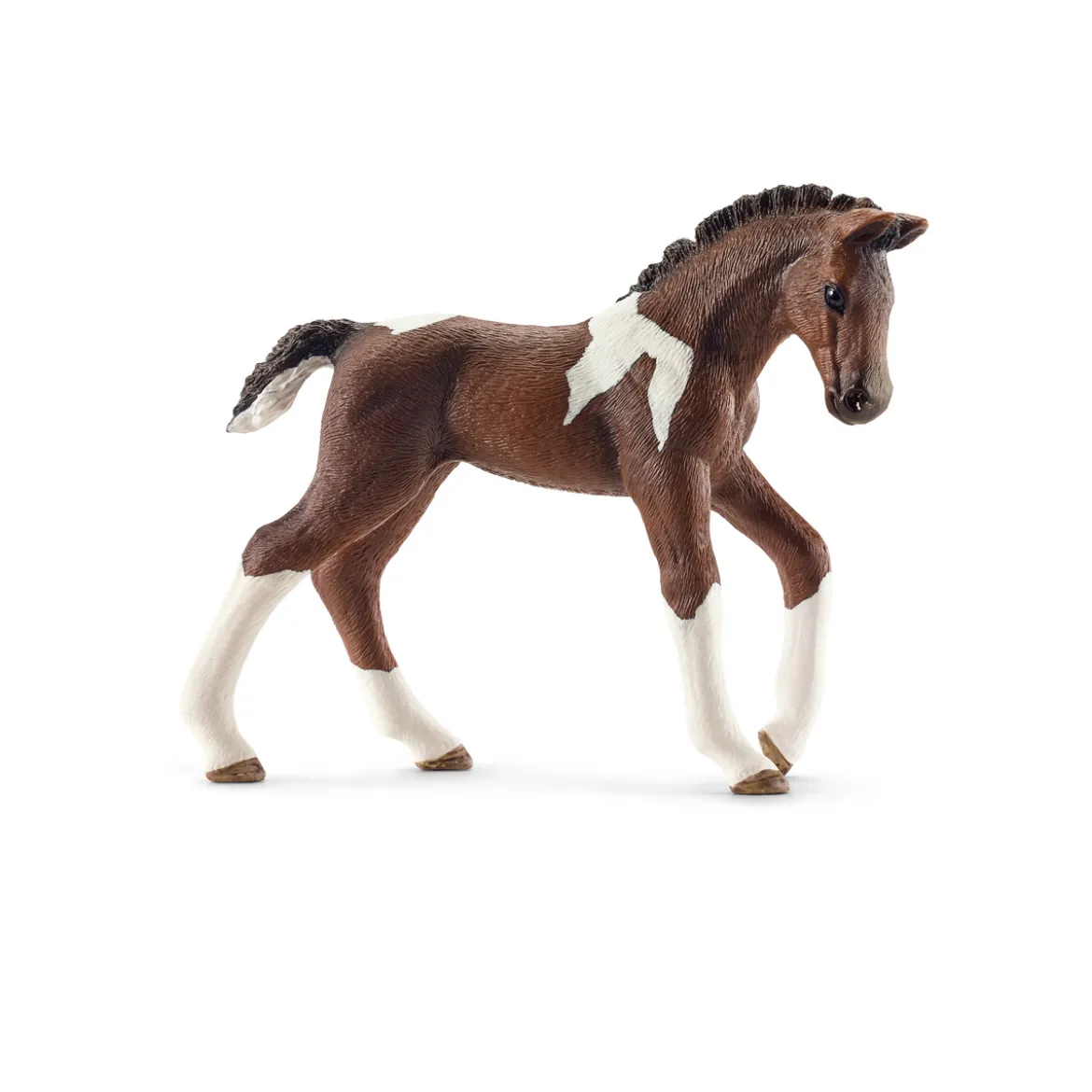 Poulain Trakehnen
