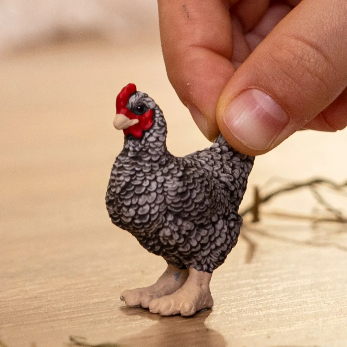 Poule Plymouth Rock