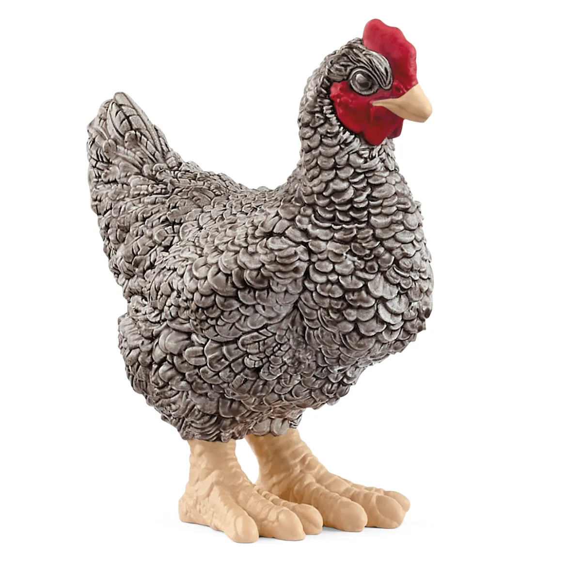 Poule Plymouth Rock