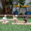 Poules Amies