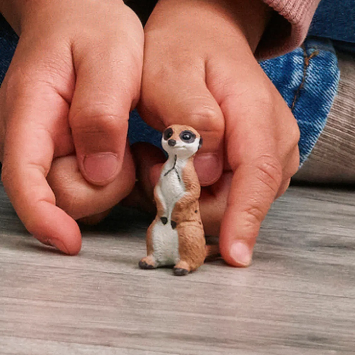 Suricate