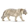Tigre blanc mâle