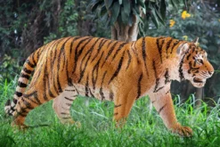Tigre du Bengale mâle