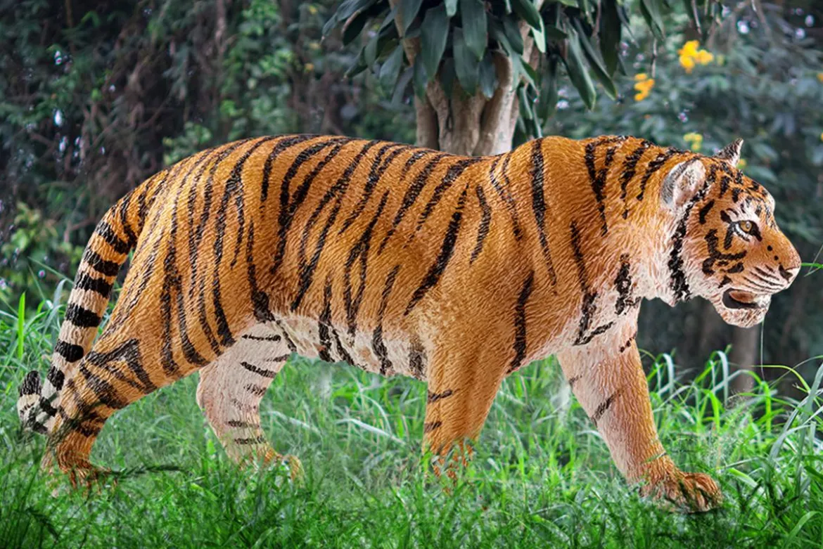 Tigre du Bengale mâle
