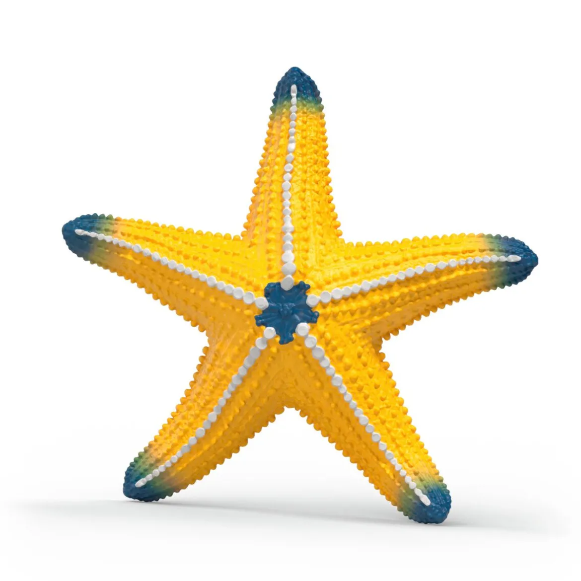 Étoile de mer changeant de couleur