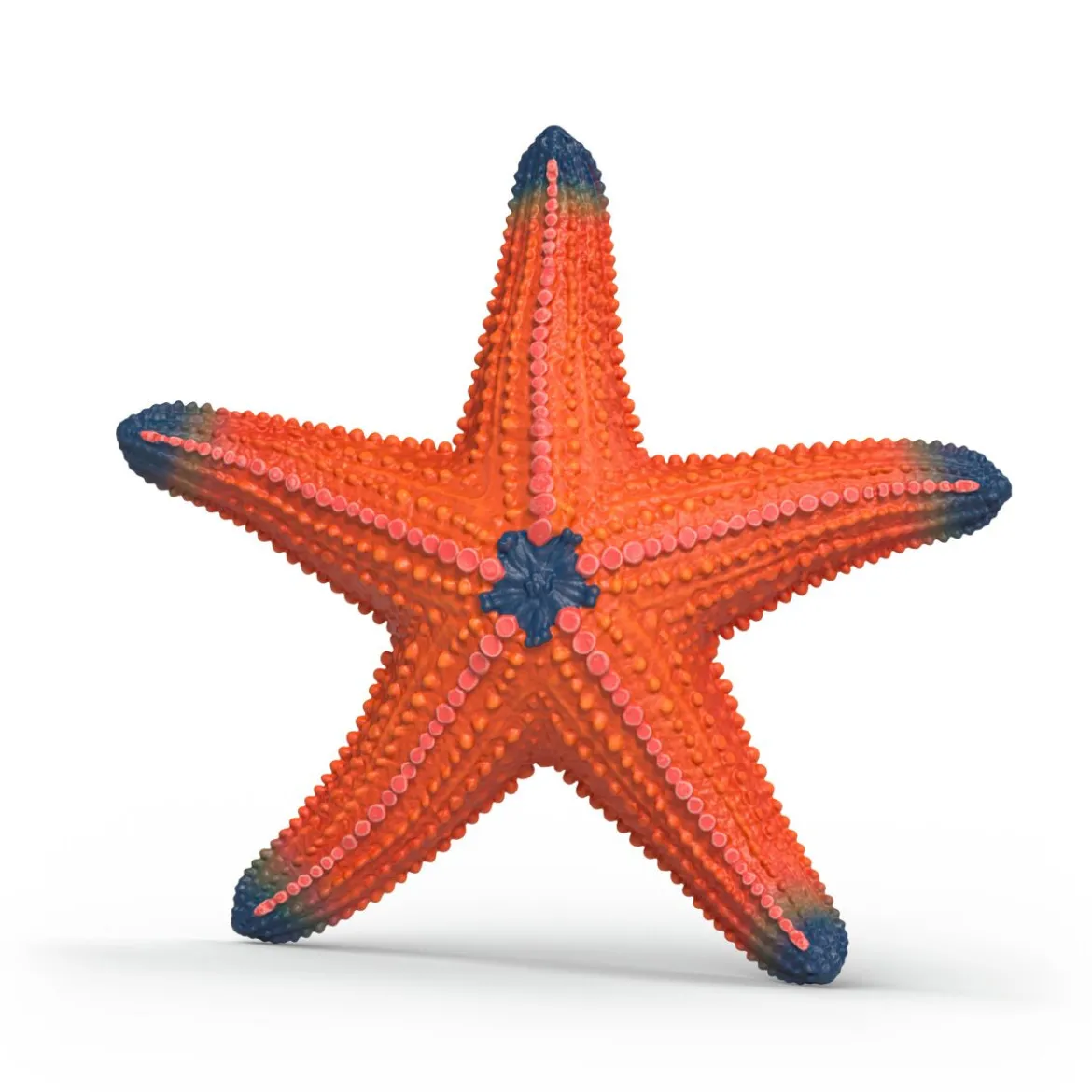 Étoile de mer changeant de couleur