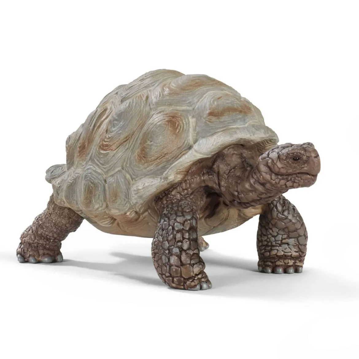Tortue géante