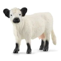 Vache Galloway